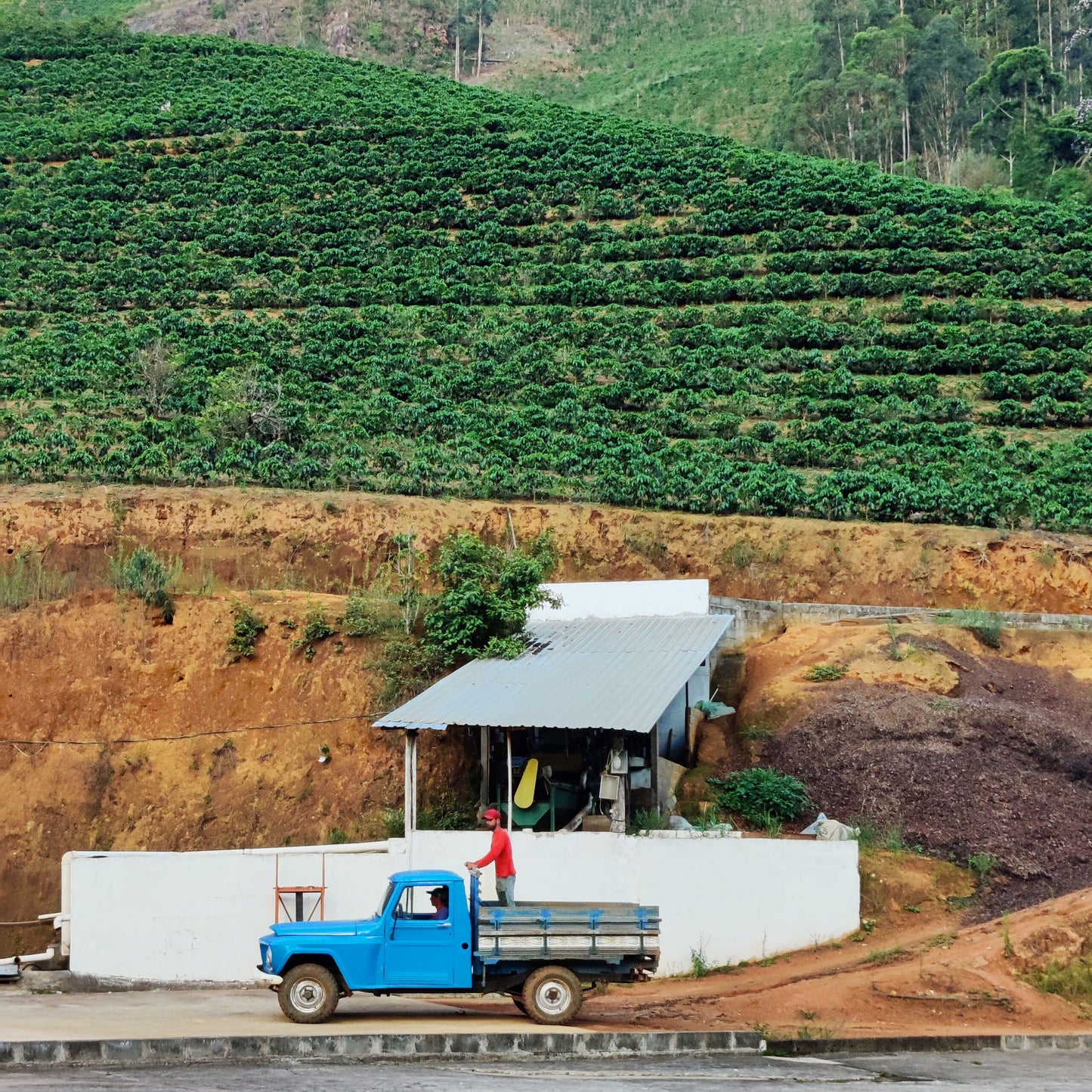 Café do Brasil | Carolini