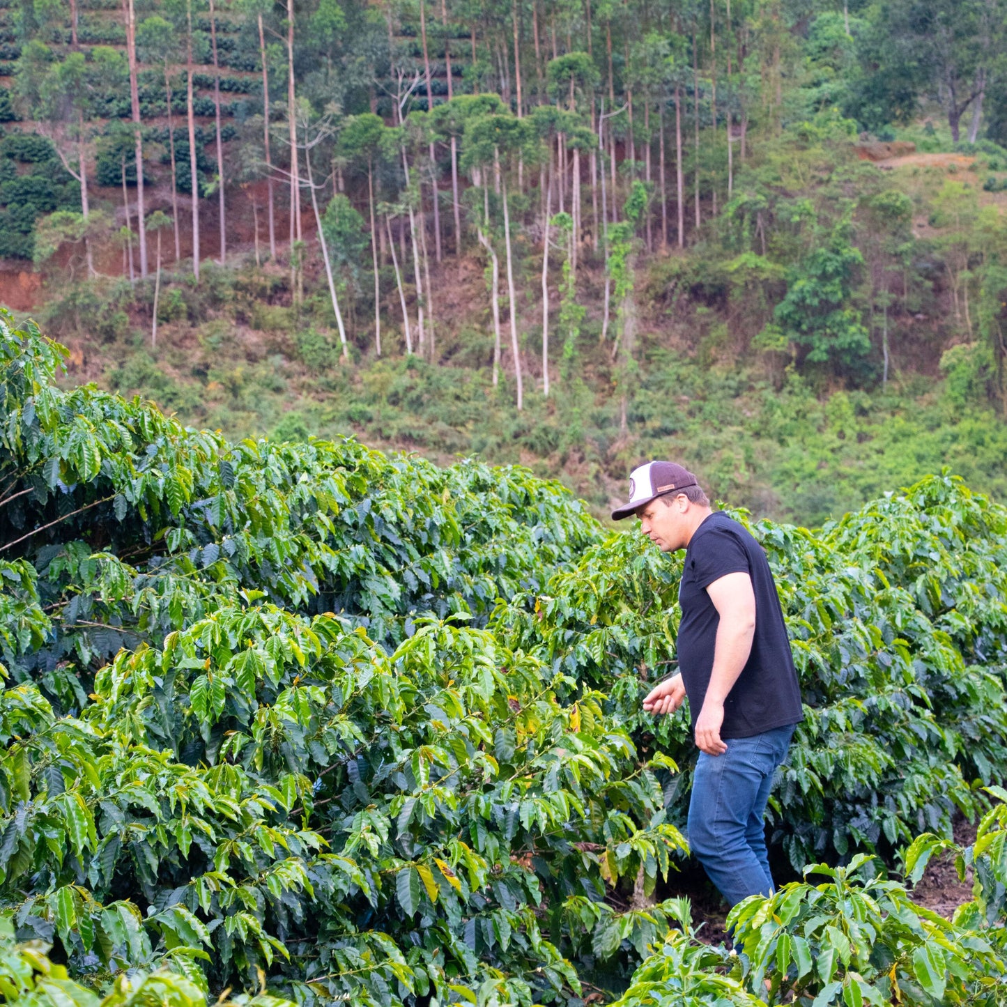 Café do Brasil | Carolini