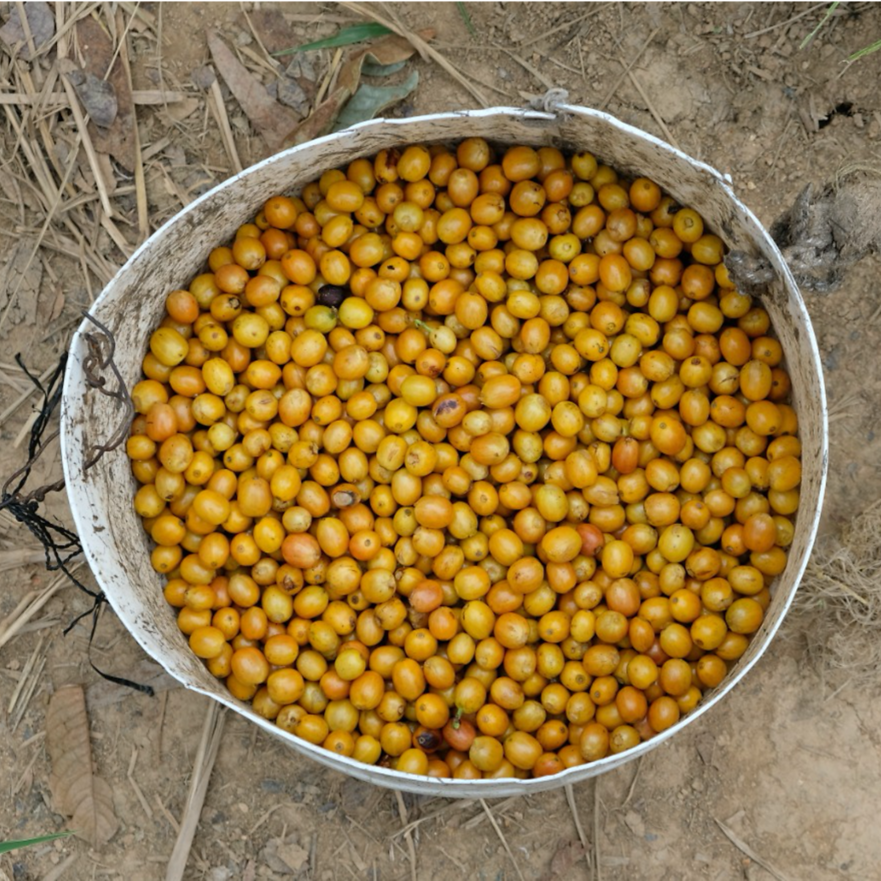 Café do Peru | Llanos y Vecinos