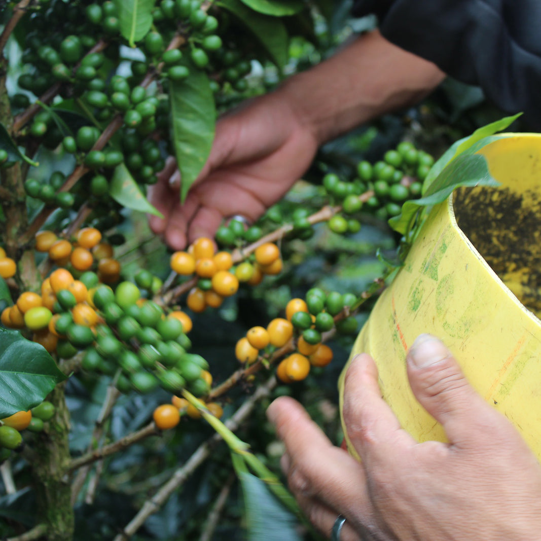 Café do Peru | Llanos y Vecinos
