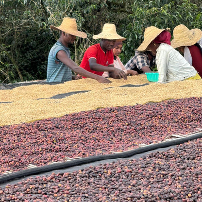 Café da Etiópia | Wanza