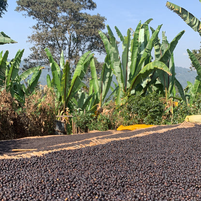 Café da Etiópia | Wanza