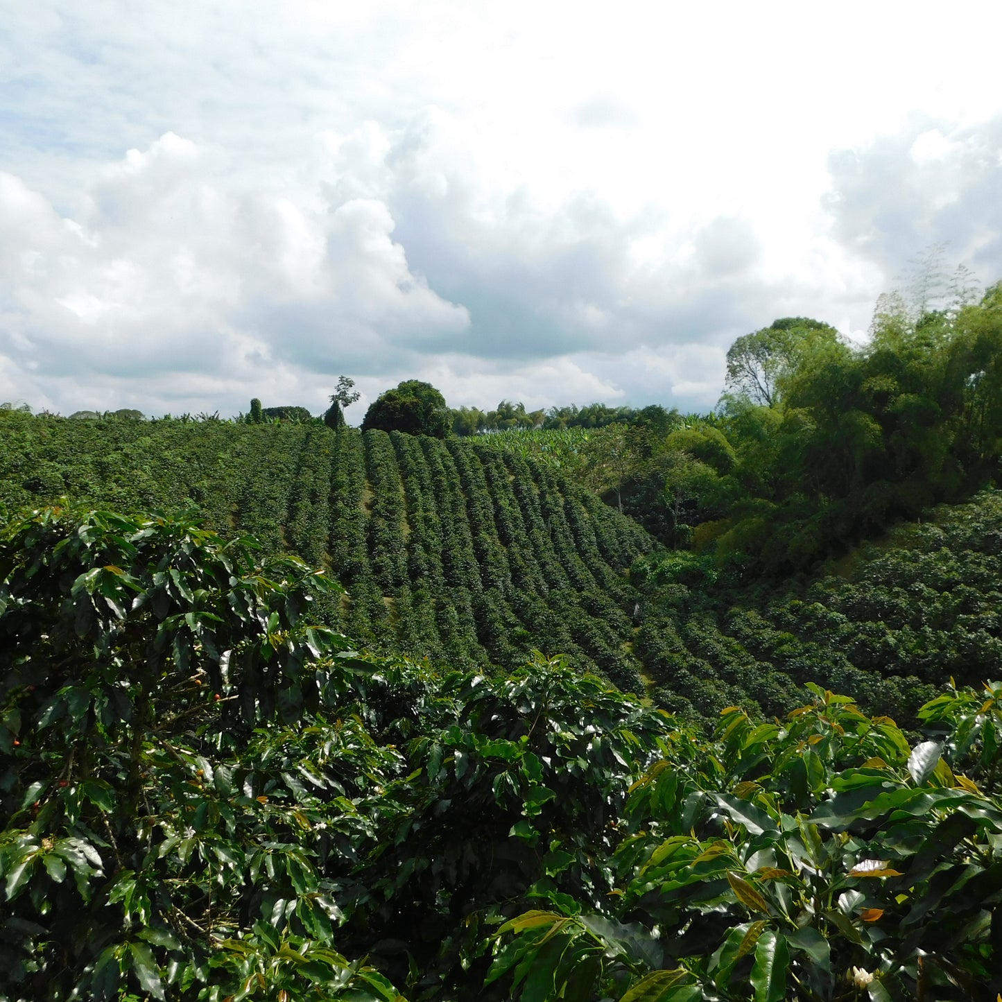 A Sargento Specialty Coffee Lisboa Cafe da Colombia El Paraiso 3