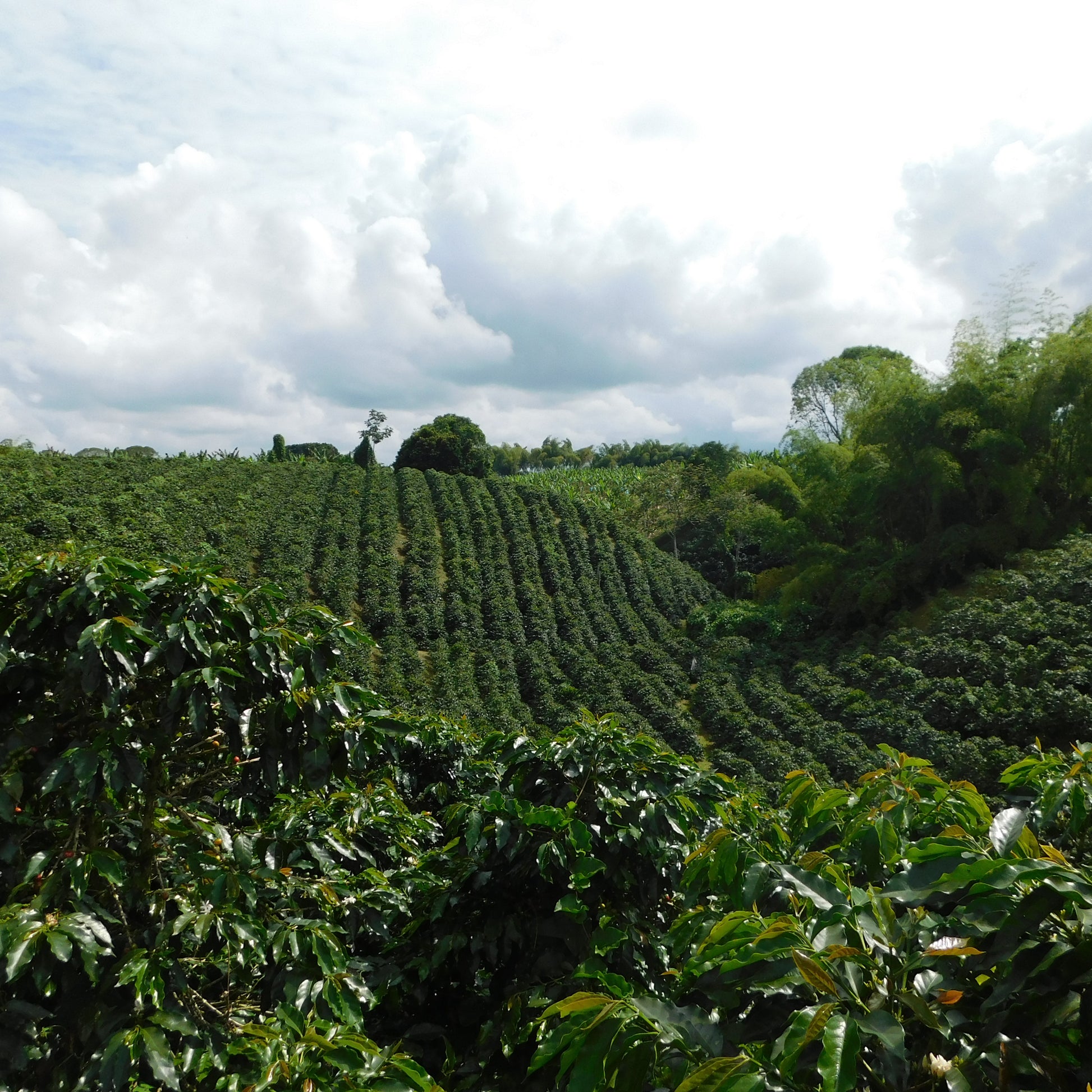 A Sargento Specialty Coffee Lisboa Cafe da Colombia El Paraiso 3