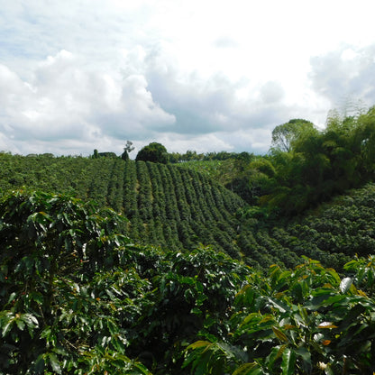 A Sargento Specialty Coffee Lisboa Cafe da Colombia El Paraiso 3