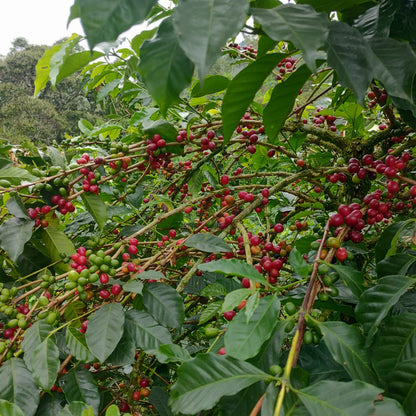 A Sargento Specialty Coffee Lisboa Cafe da Colombia El Paraiso 5