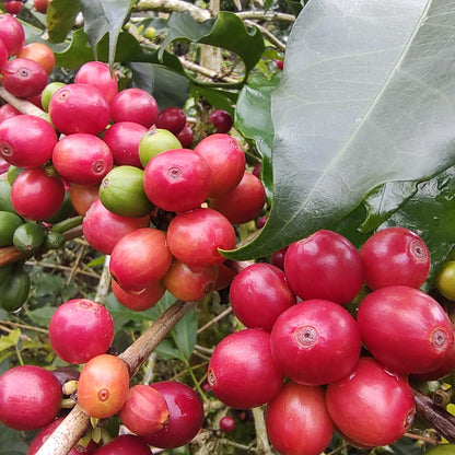 A Sargento Specialty Coffee Lisboa Cafe da Colombia El Paraiso 6