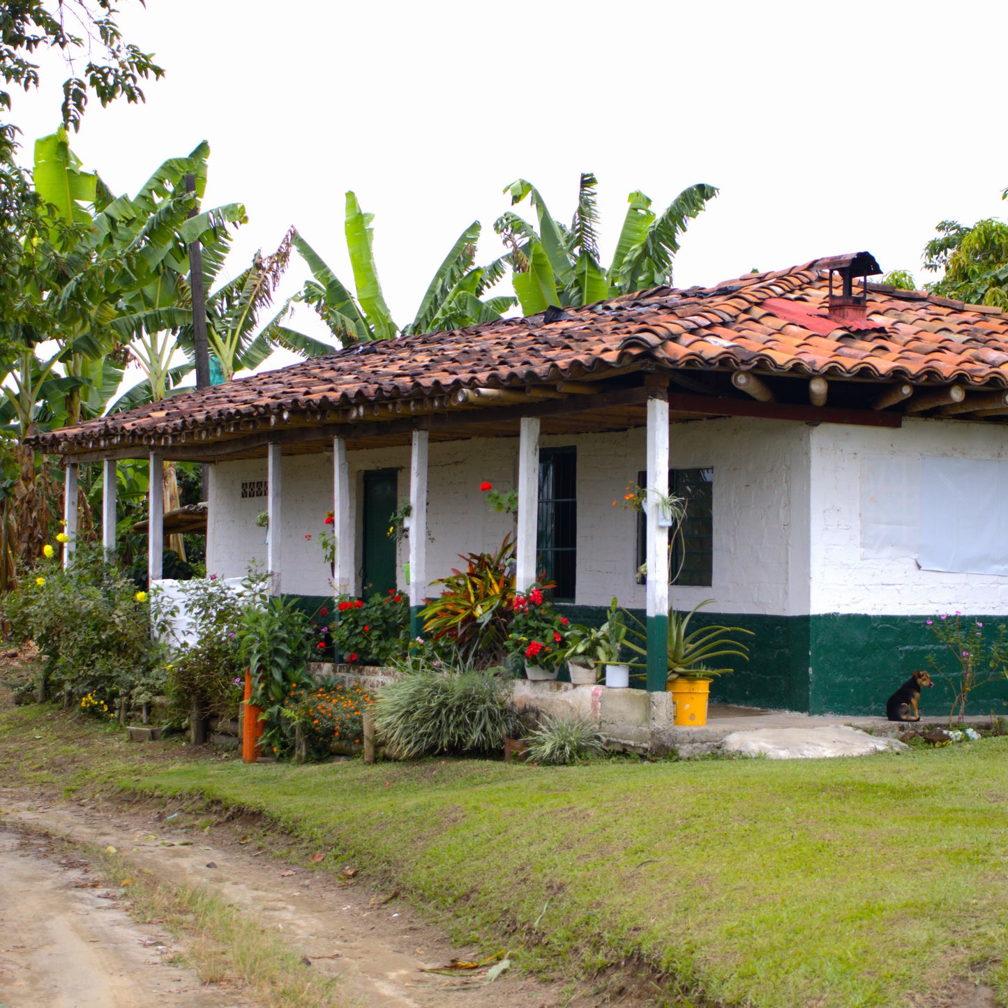 A Sargento Specialty Coffee Lisboa Cafe da Colombia Luz dos Andes