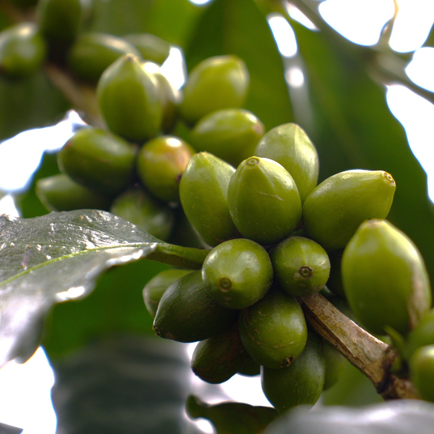 A Sargento Specialty Coffee Lisboa Cafe da Colombia Luz dos Andes 4