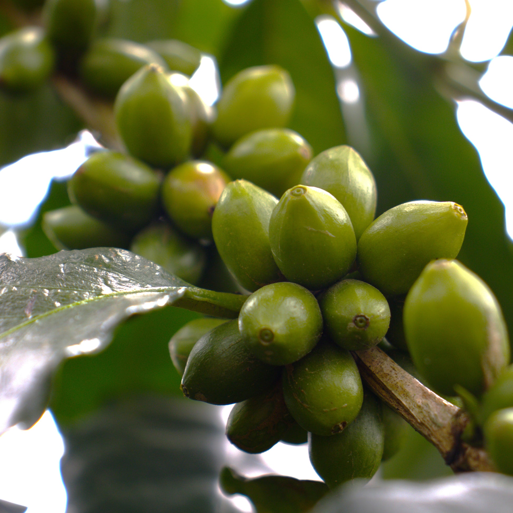 A Sargento Specialty Coffee Lisboa Cafe da Colombia Luz dos Andes 4