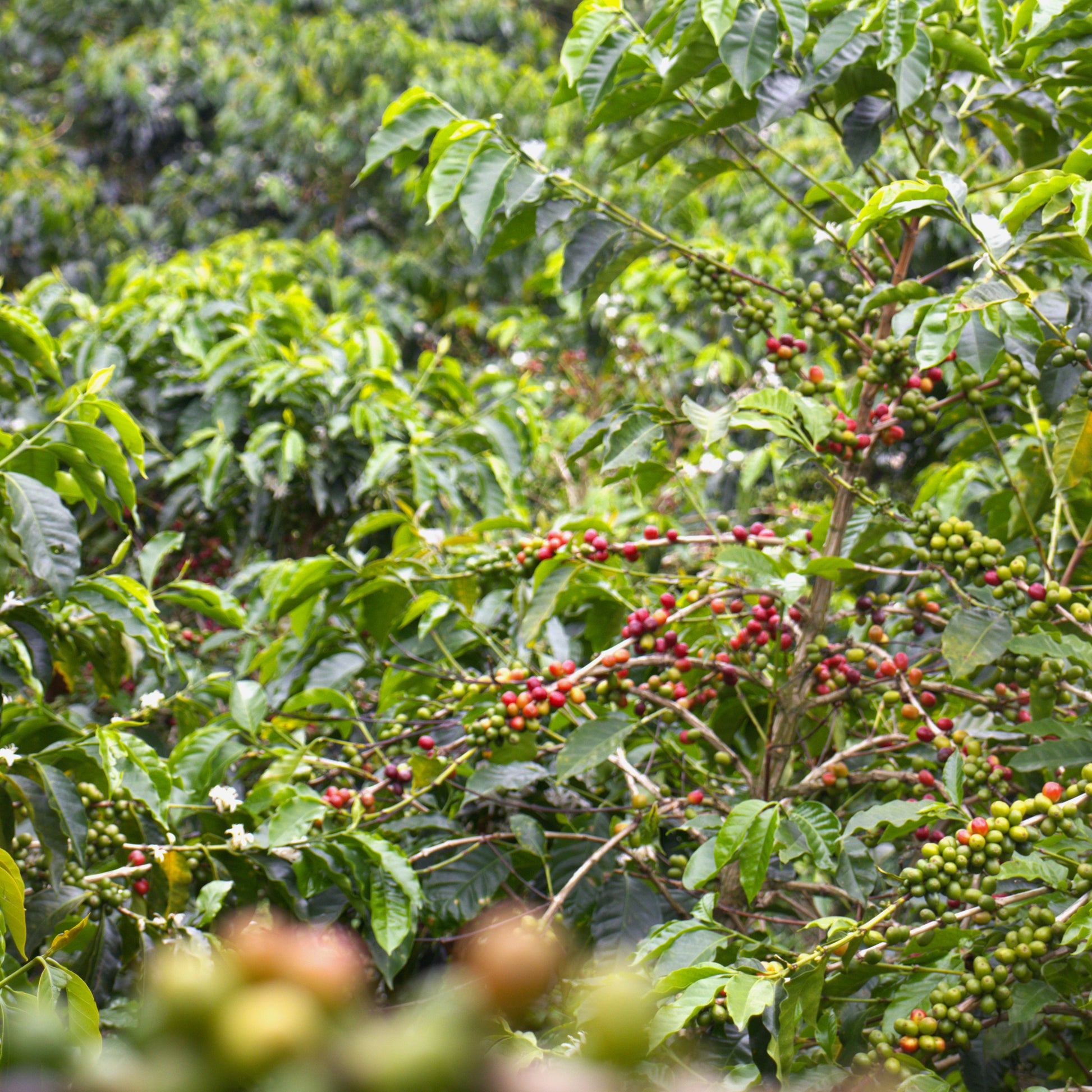 A Sargento Specialty Coffee Lisboa Cafe da Colombia Luz dos Andes 5