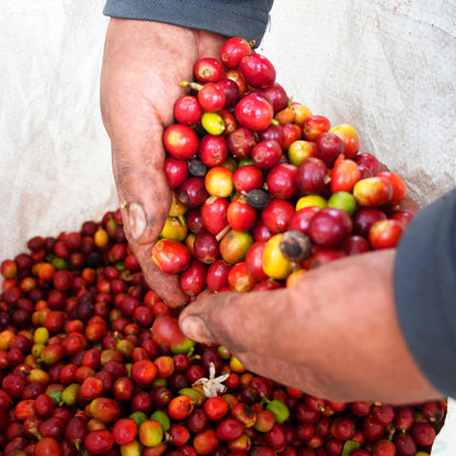 A Sargento Specialty Coffee Lisboa Cafe da Colombia Luz dos Andes 6