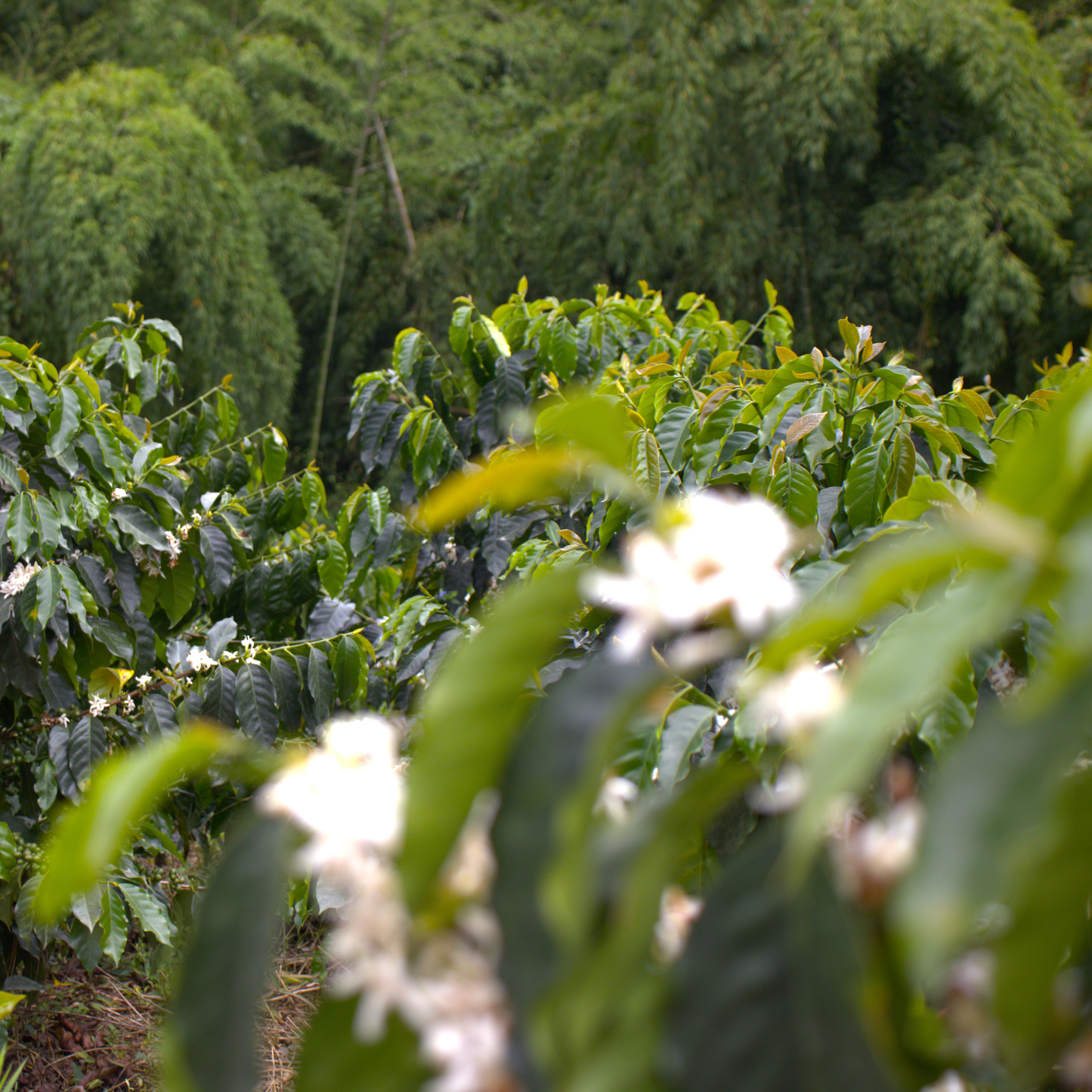 A Sargento Specialty Coffee Lisboa Cafe da Colombia Luz dos Andes 7