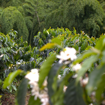 A Sargento Specialty Coffee Lisboa Cafe da Colombia Luz dos Andes 7