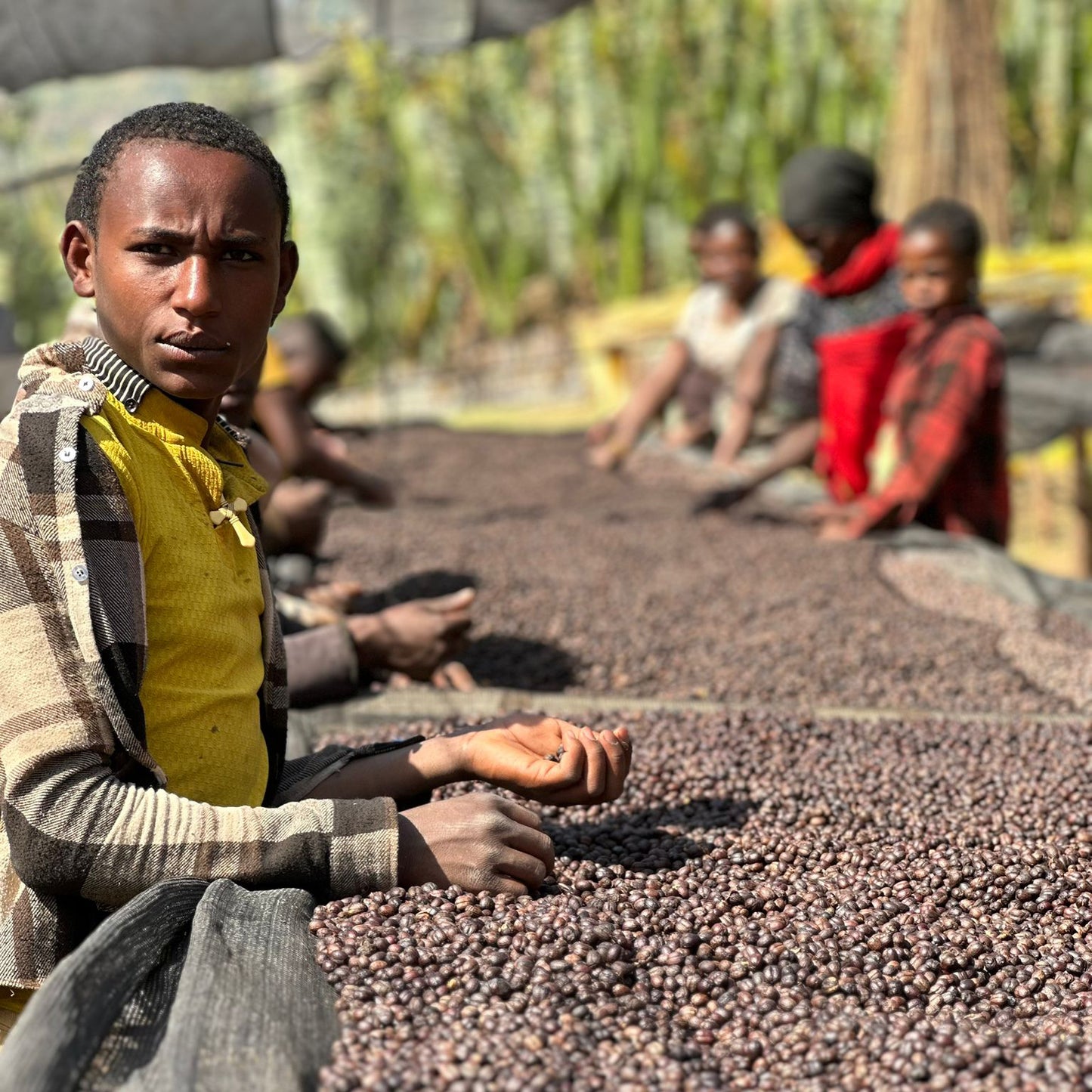 A Sargento Specialty Coffee Lisboa Cafe da Etiópia Onda de Gedeb 2