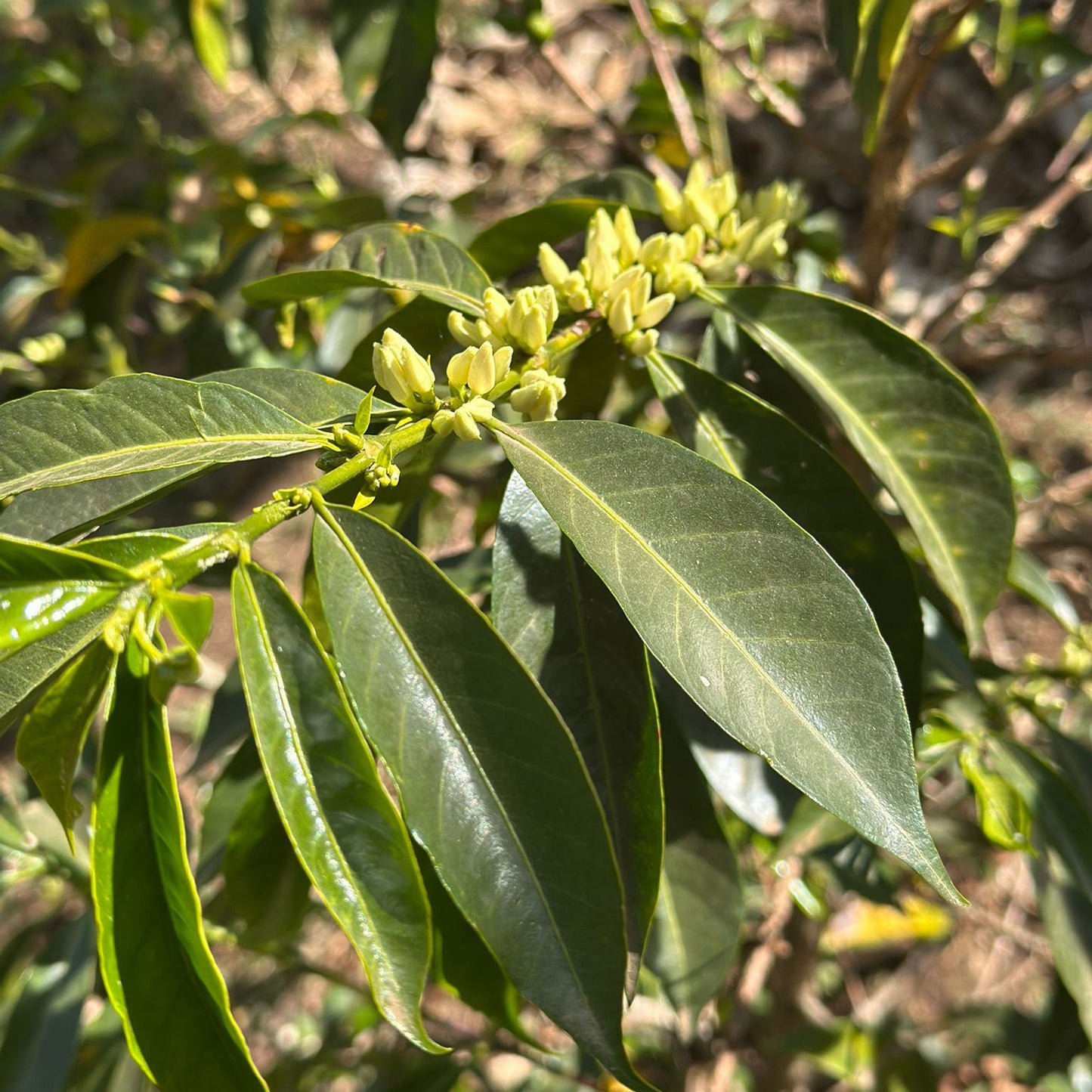 A Sargento Specialty Coffee Lisboa Cafe da Etiópia Onda de Gedeb 3