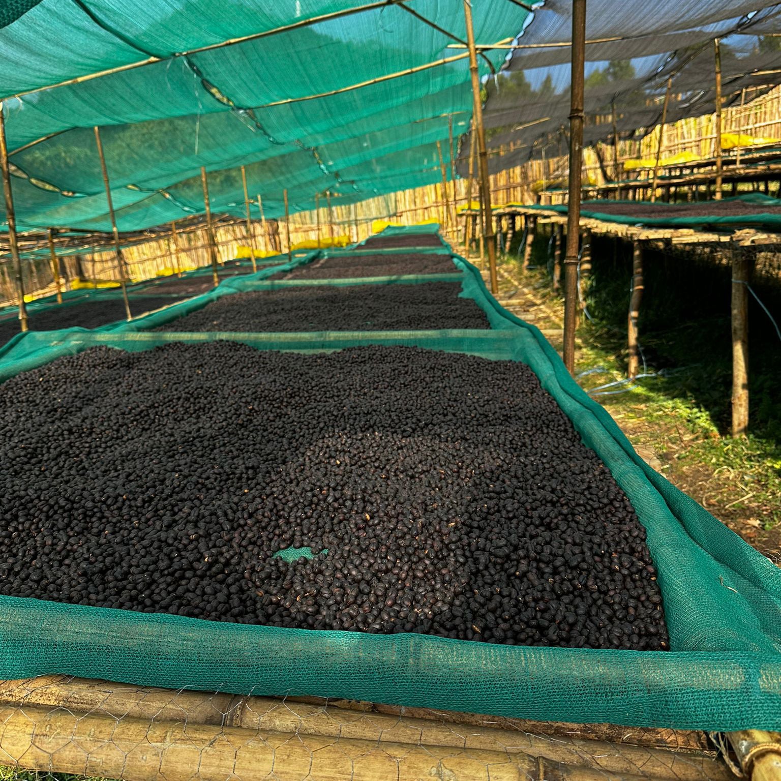 A Sargento Specialty Coffee Lisboa Cafe da Etiópia Onda de Gedeb 4