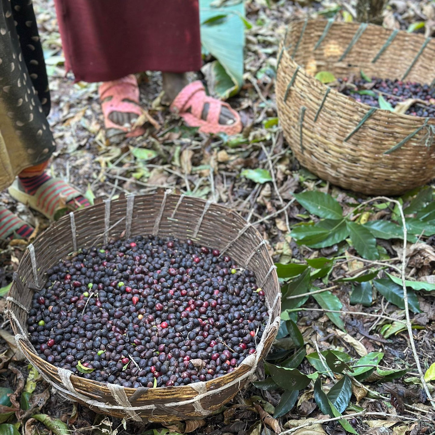 A Sargento Specialty Coffee Lisboa Cafe da Etiópia Onda de Gedeb 6