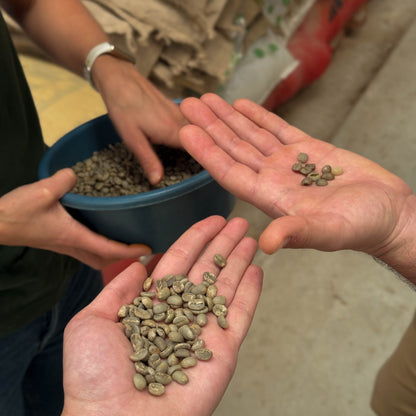 A Sargento Specialty Coffee Lisboa Cafe da Guatemala El Mirador 4