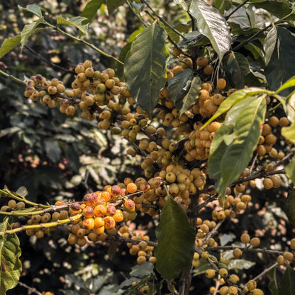 A Sargento Specialty Coffee Lisboa Cafe da Guatemala El Mirador 5