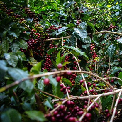 A Sargento Specialty Coffee Lisboa Cafe da Guatemala Eterna Primavera 2