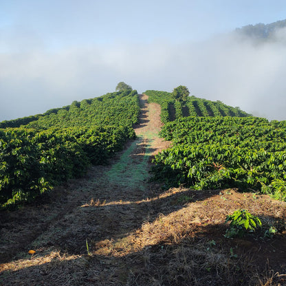 A Sargento Specialty Coffee Lisboa Cafe do Brasil Carolini 3