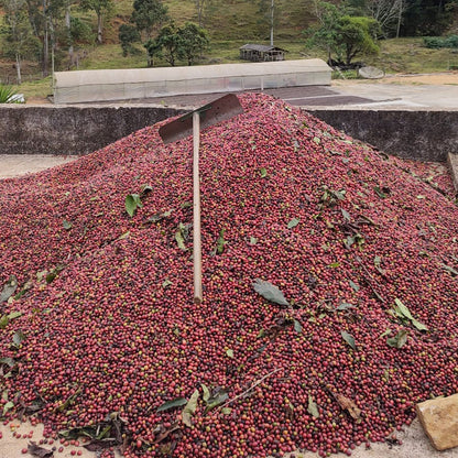 A Sargento Specialty Coffee Lisboa Cafe do Brasil Carolini 4