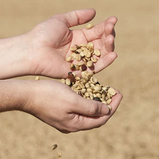 A Sargento Specialty Coffee Lisboa Cafe do Brasil Lobo-Guara 2