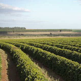 A Sargento Specialty Coffee Lisboa Cafe do A Sargento zBrasil Lobo-Guara 3