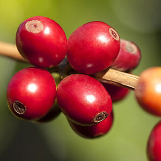 A Sargento Specialty Coffee Lisboa Cafe do Brasil Lobo-Guara 4
