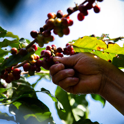 A Sargento Specialty Coffee Lisboa Cafe do Brasil Lobo-Guara 5