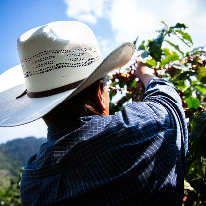 A Sargento Specialty Coffee Lisboa Cafe do Brasil Lobo-Guara 6