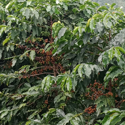 A Sargento Specialty Coffee Lisboa Cafe do Brasil Montanhas do Caparao 3