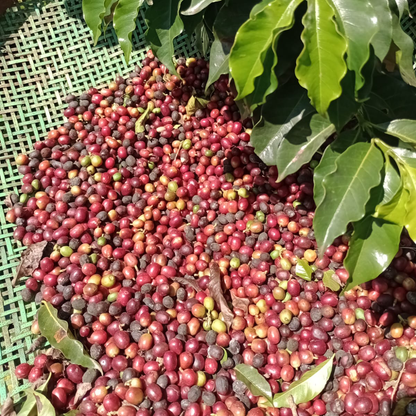 A Sargento Specialty Coffee Lisboa Cafe do Brasil Montanhas do Caparao 4