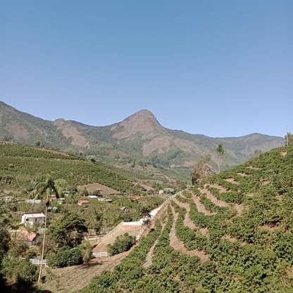 A Sargento Specialty Coffee Lisboa Cafe do Brasil Montanhas do Caparao 6