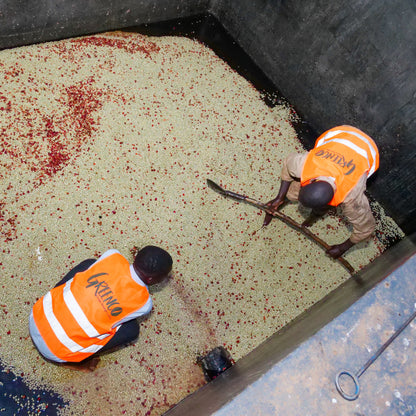 A Sargento Specialty Coffee Lisboa Cafe do Burundi Kayanza 2