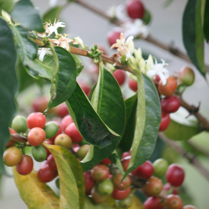 A Sargento Specialty Coffee Lisboa Cafe do Burundi Kayanza 3