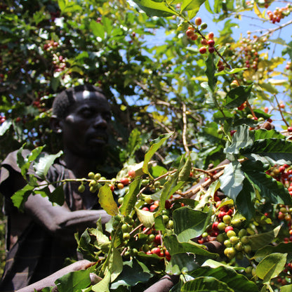 A Sargento Specialty Coffee Lisboa Cafe do Burundi Kayanza 4