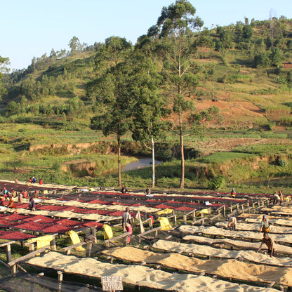 A Sargento Specialty Coffee Lisboa Cafe do Burundi Kayanza 5