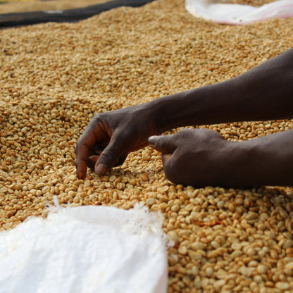 A Sargento Specialty Coffee Lisboa Cafe do Burundi Kayanza 6