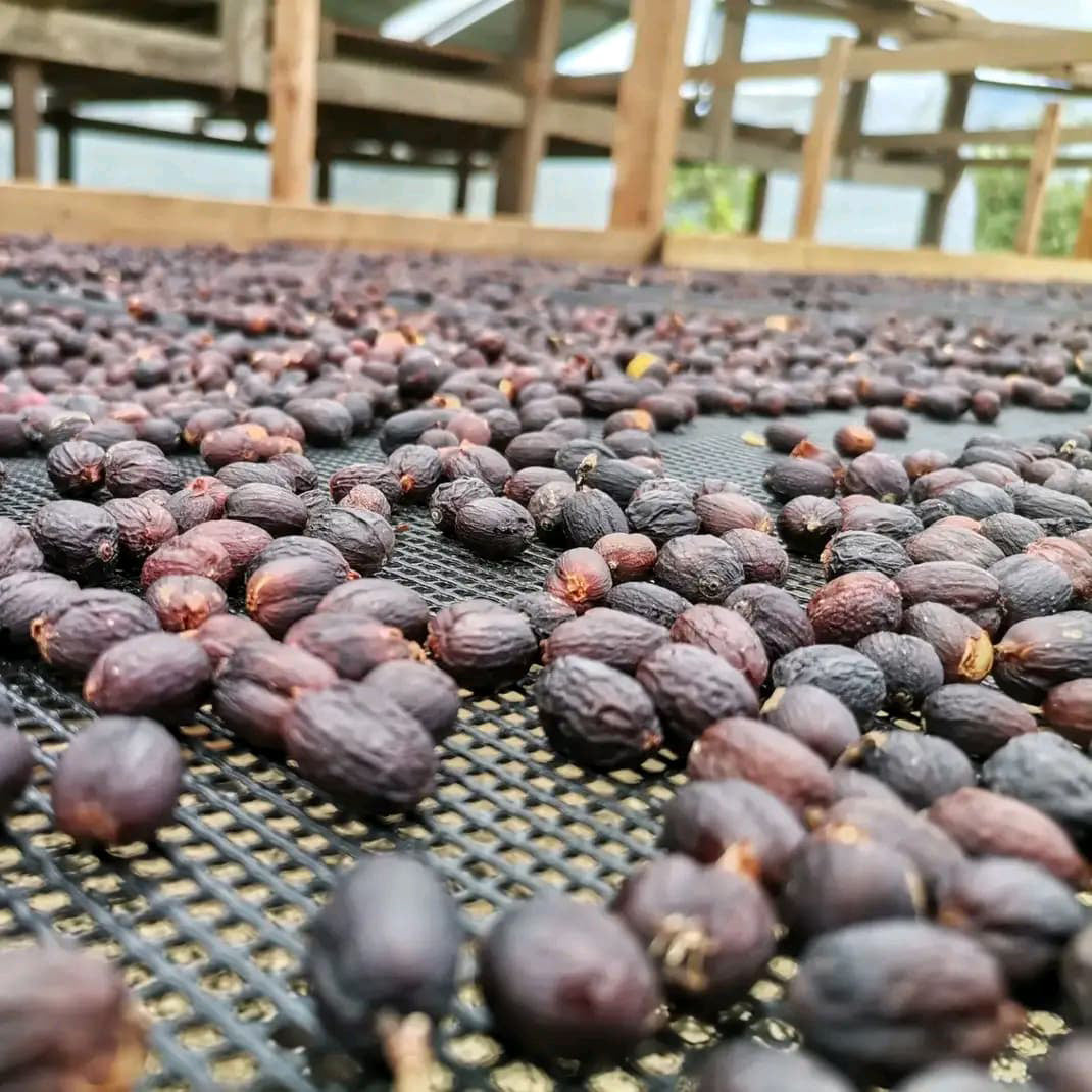 A Sargento Specialty Coffee Lisboa Cafe do Peru Pueblo Huabal 3