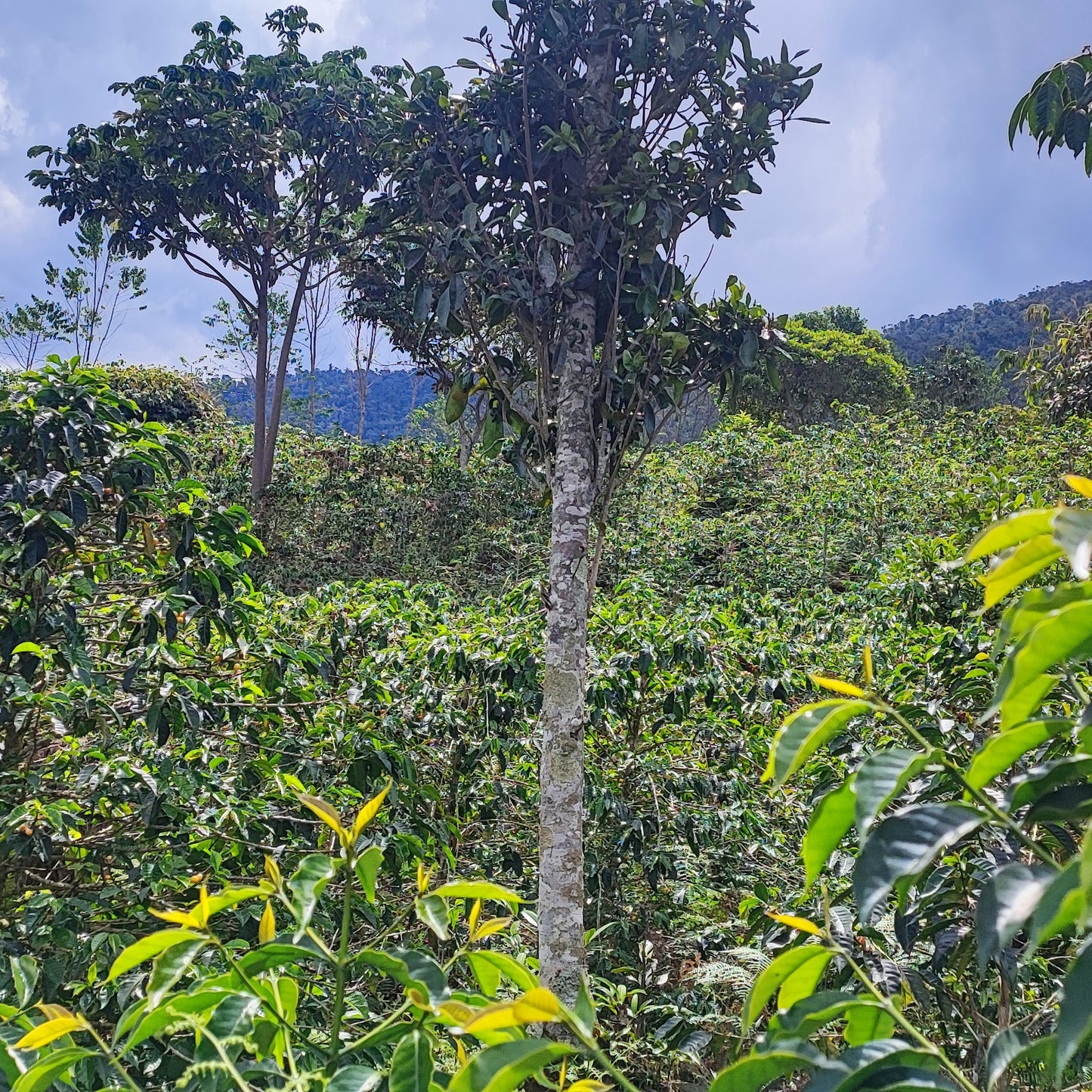 A Sargento Specialty Coffee Lisboa Cafe do Peru Pueblo Huabal 5