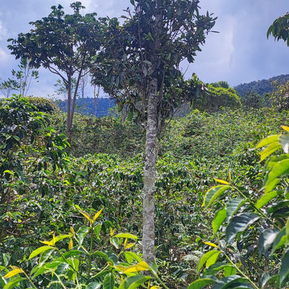 A Sargento Specialty Coffee Lisboa Cafe do Peru Pueblo Huabal 5