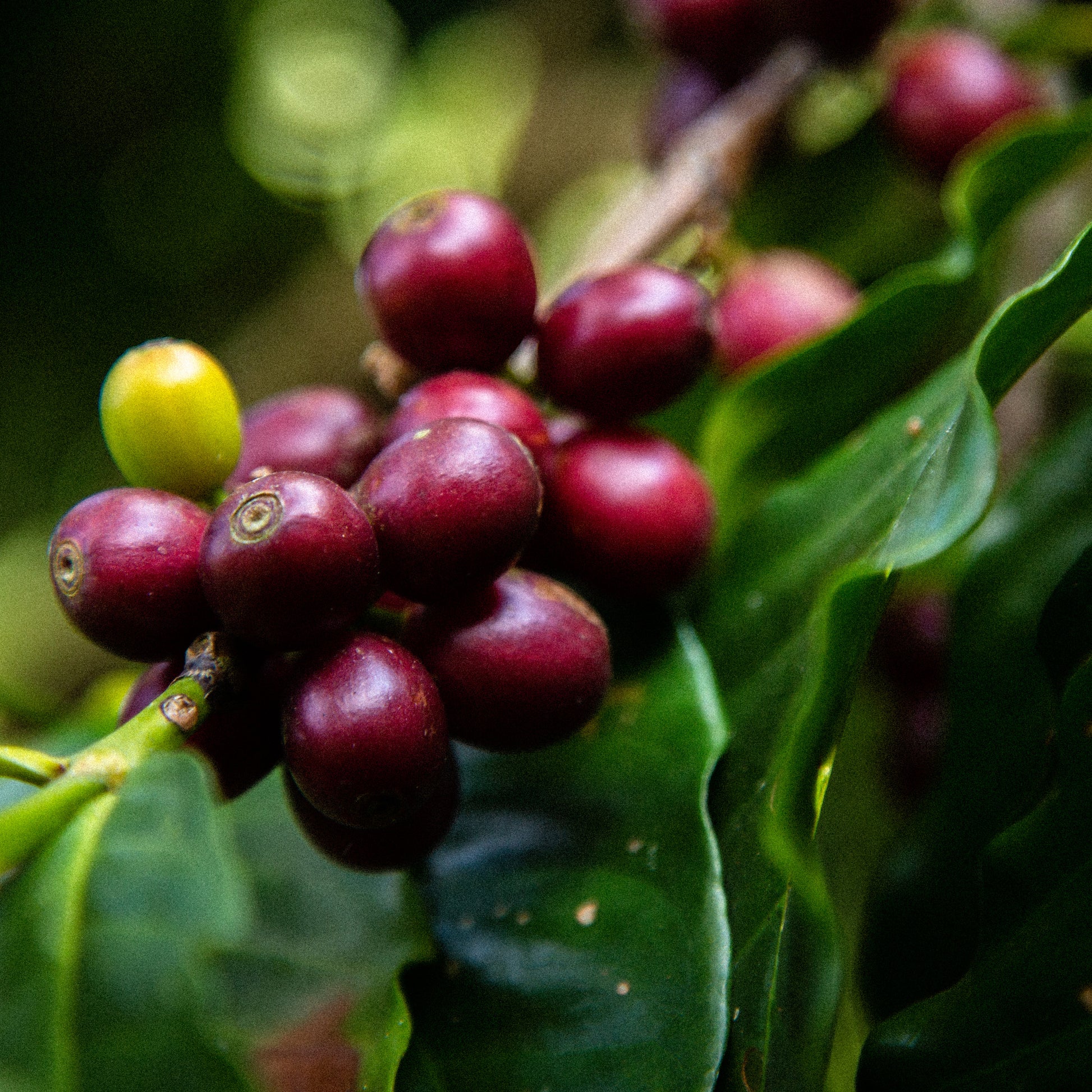 A Sargento Specialty Coffee Lisboa Cafe do Peru Pueblo Huabal 6