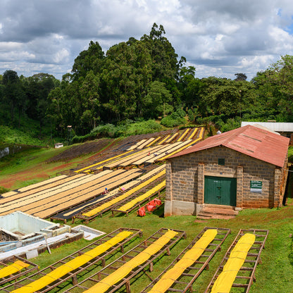 A Sargento Specialty Coffee Lisboa Cafe do Quénia Colina Vermelha 2