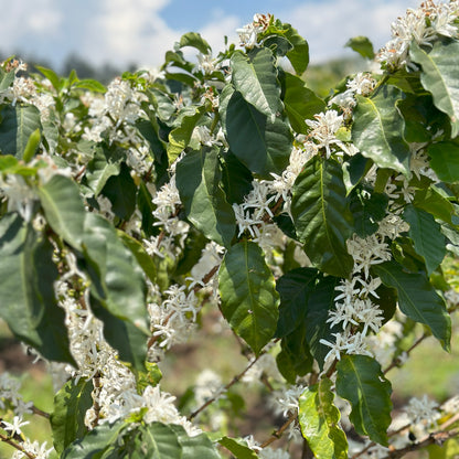 A Sargento Specialty Coffee Lisboa Cafe do Quénia Colina Vermelha 3