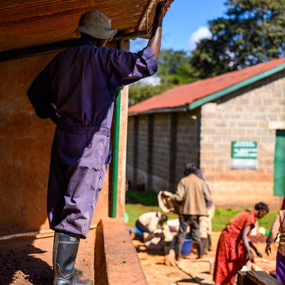 A Sargento Specialty Coffee Lisboa Cafe do Quénia Colina Vermelha 5