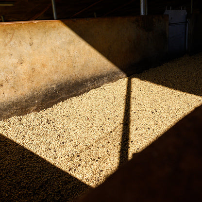 A Sargento Specialty Coffee Lisboa Cafe do Quénia Colina Vermelha 6