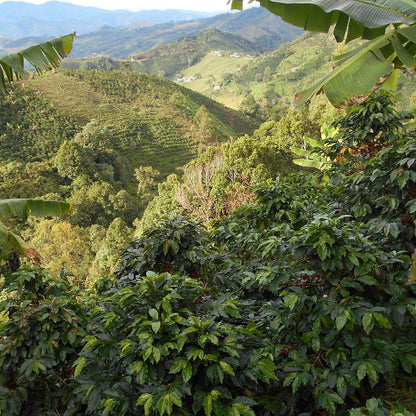 A Sargento Specialty Coffee Lisboa Descafeinado La Meseta 3