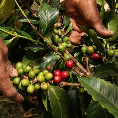 A Sargento Specialty Coffee Lisboa Descafeinado La Meseta 4